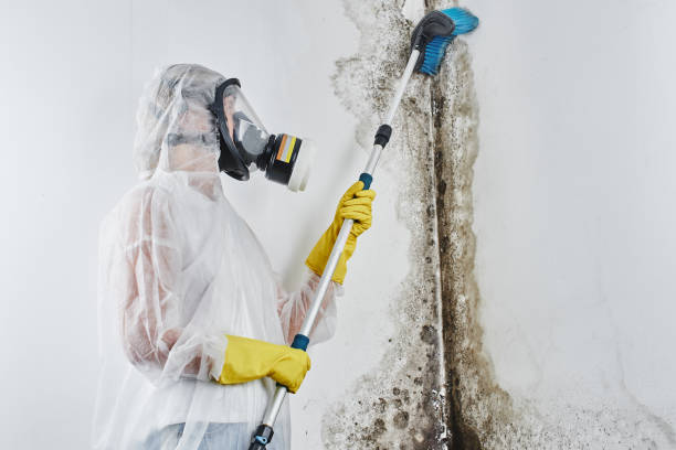 Best Mold Remediation for Healthcare Facilities  in Ponderay, ID